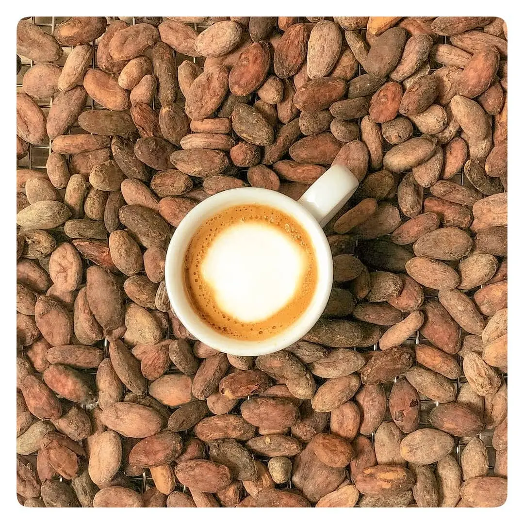Coffee nestled in cocoa beans