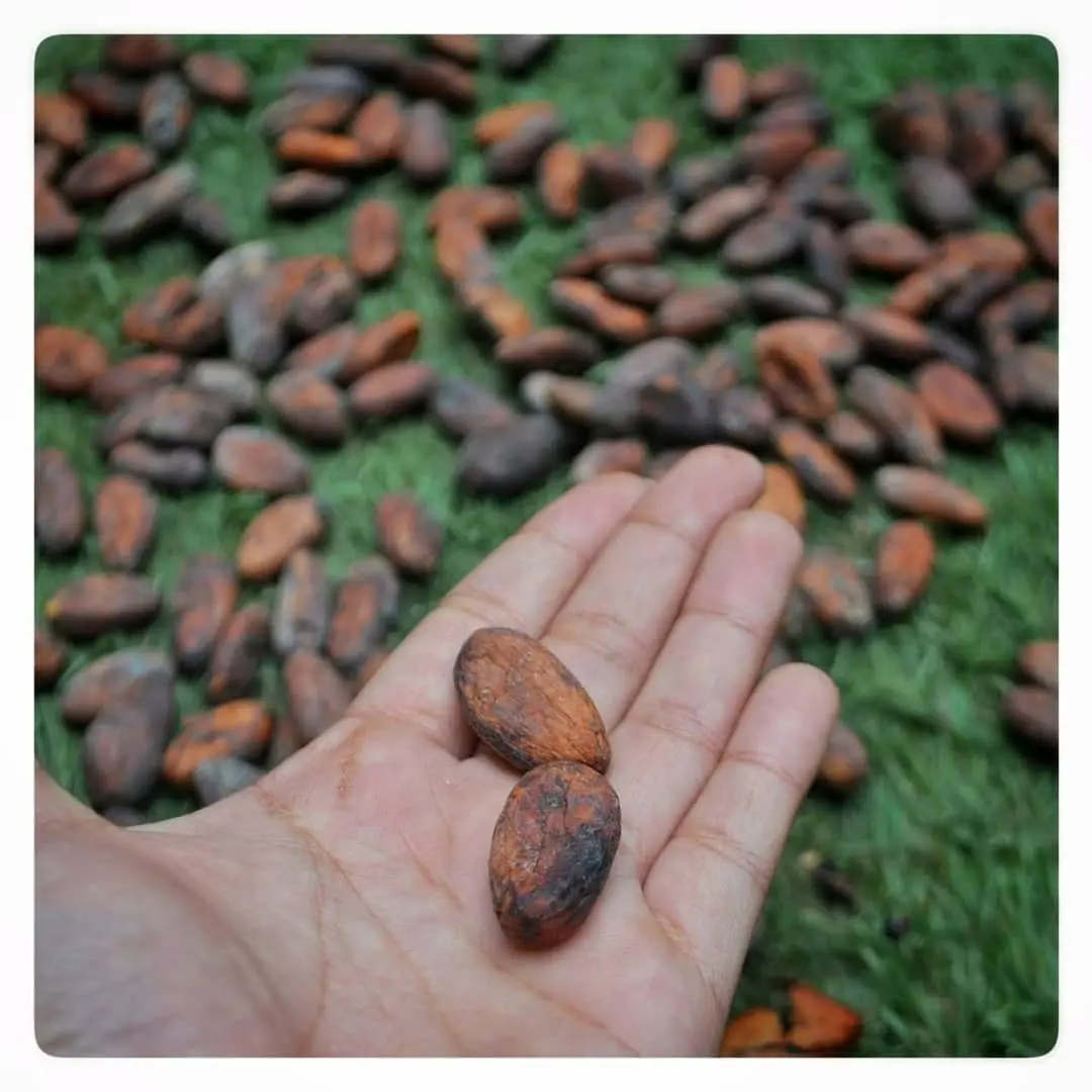 Cocoa beans
